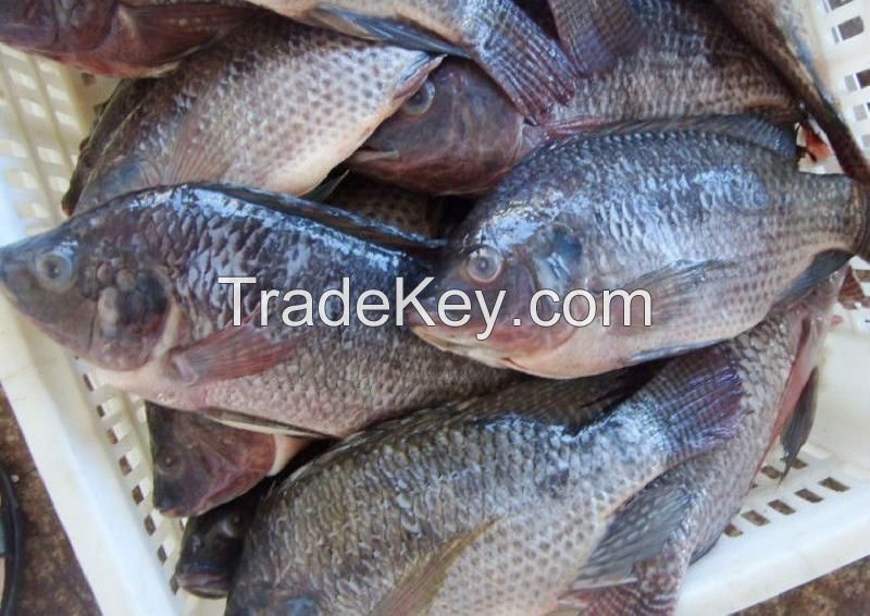 Frozen Ocean Fish Seafood Skinned Fillet From Fresh Tilapia and Mackerel 