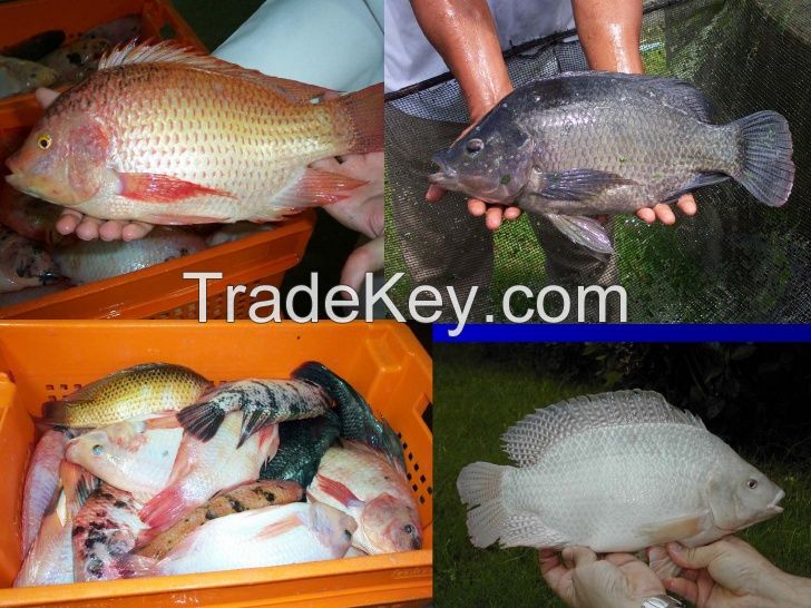 Frozen Organic Tilapia Fish Fillet Products With Types Specifications 