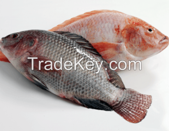 Frozen Ocean Fish Seafood Skinned Fillet From Fresh Tilapia and Mackerel