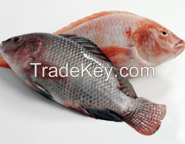 Frozen Organic Tilapia Fish Fillet Products With Types Specifications 