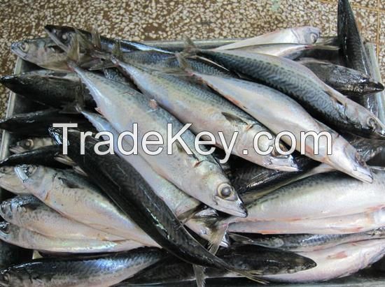 Cheap Frozen Seafood Fish Pacific Mackerel exporter 