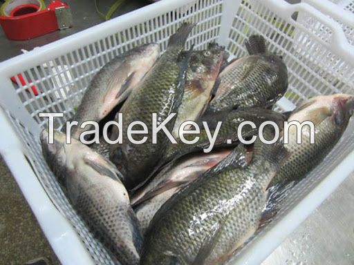 Frozen Tilapia Fish Fillet,Frozen Tilapia Boneless Fish Fillet 