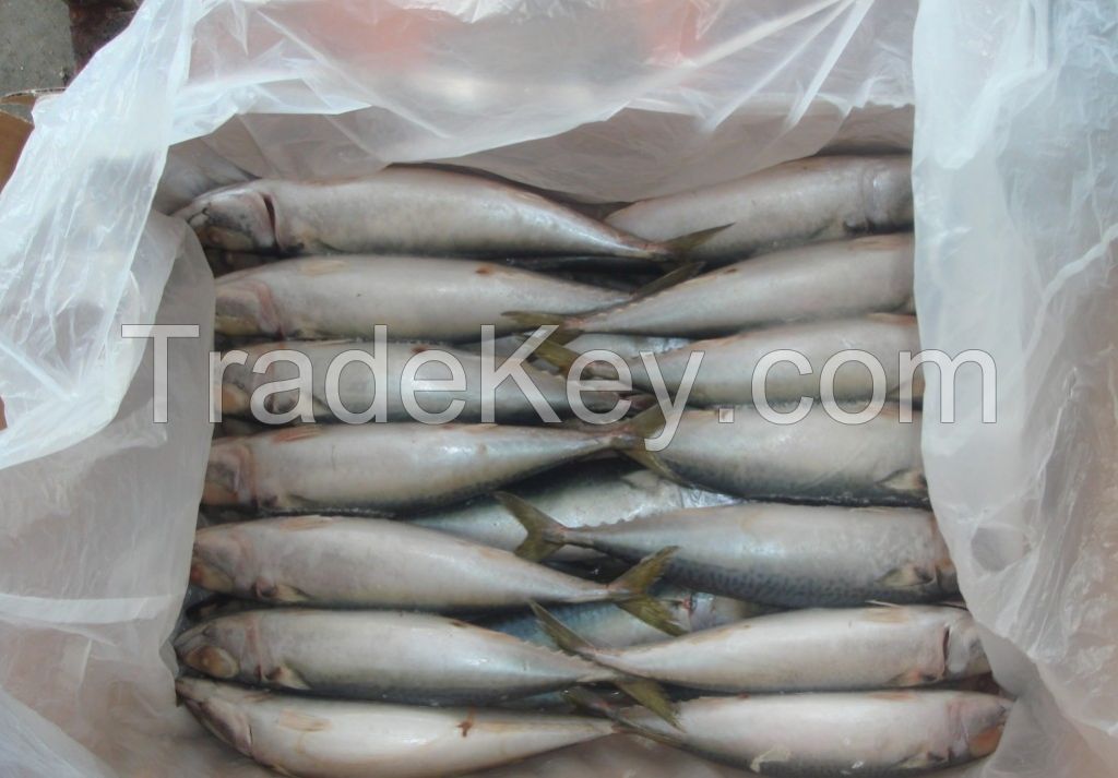 Cheap Frozen Seafood Fish Pacific Mackerel exporter