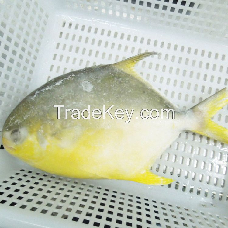 Frozen Golden Pomfret / Pompano Fish 
