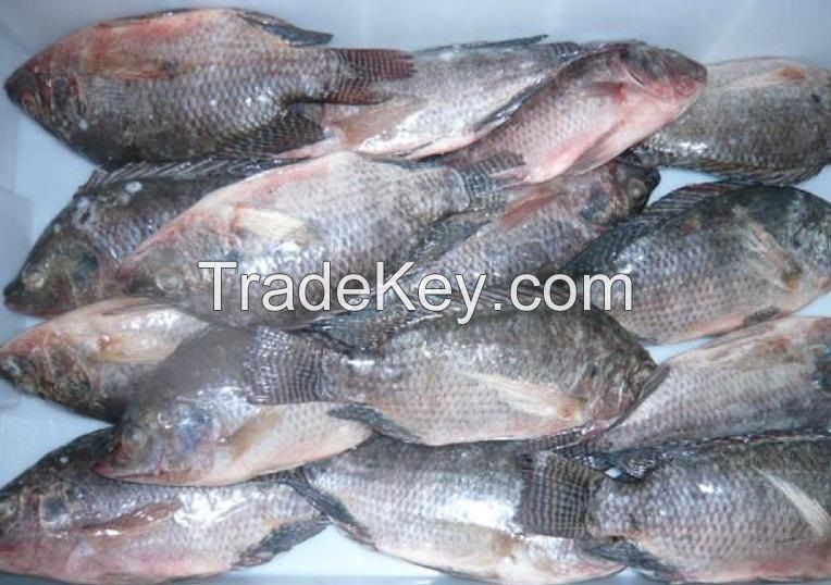 Frozen Ocean Fish Seafood Skinned Fillet From Fresh Tilapia and Mackerel 