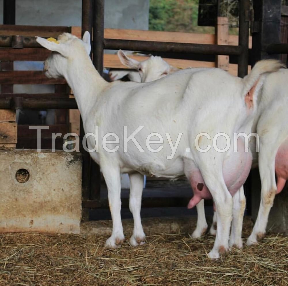 Healthy Livestock Saanen Dairy Goats