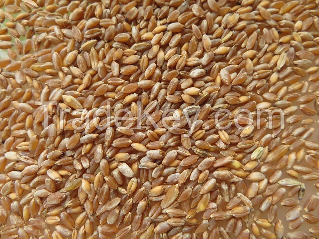 Durum Wheat Best Quality For Human Consumption 