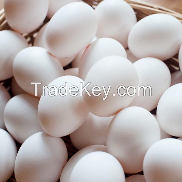 Healthy Chicken Eggs