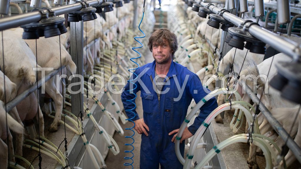 Healthy Livestock Saanen Dairy Goats