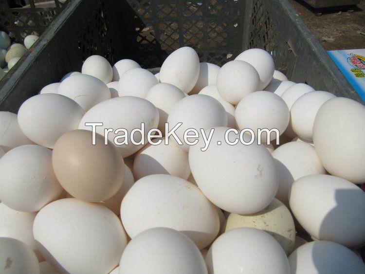 Healthy Chicken Eggs