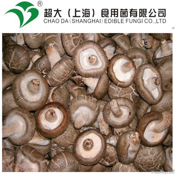 fresh shiitake mushroom