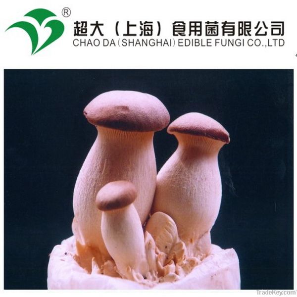 eryngii mushroom