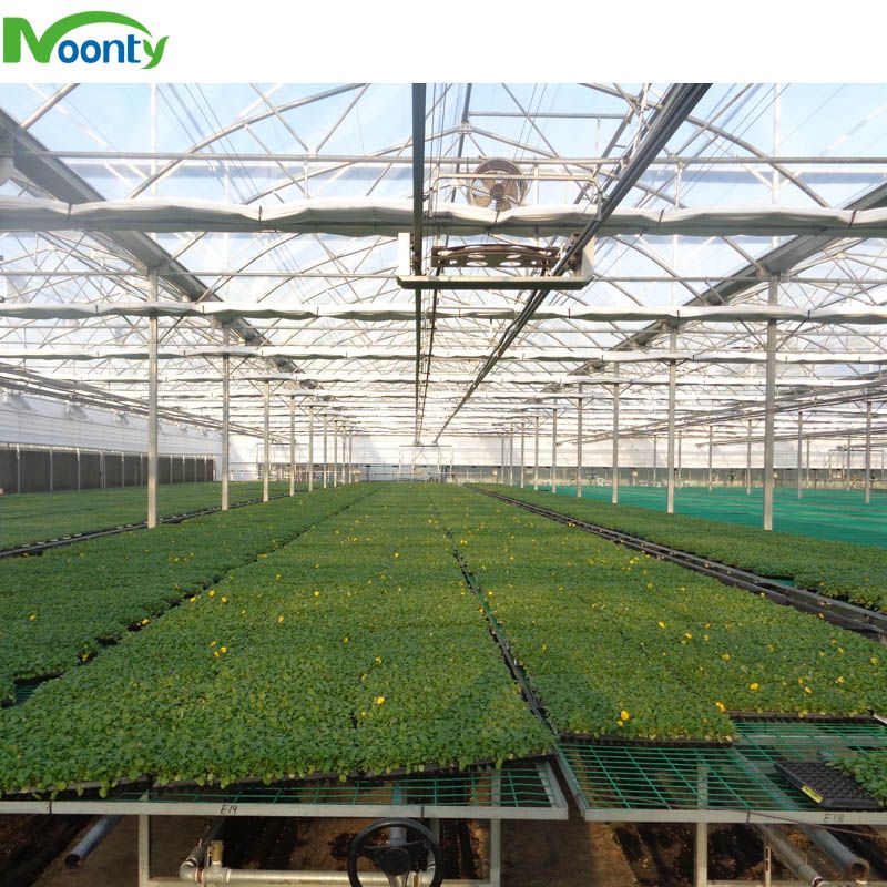 Multi-span Plastic Film Agricultural Greenhouse