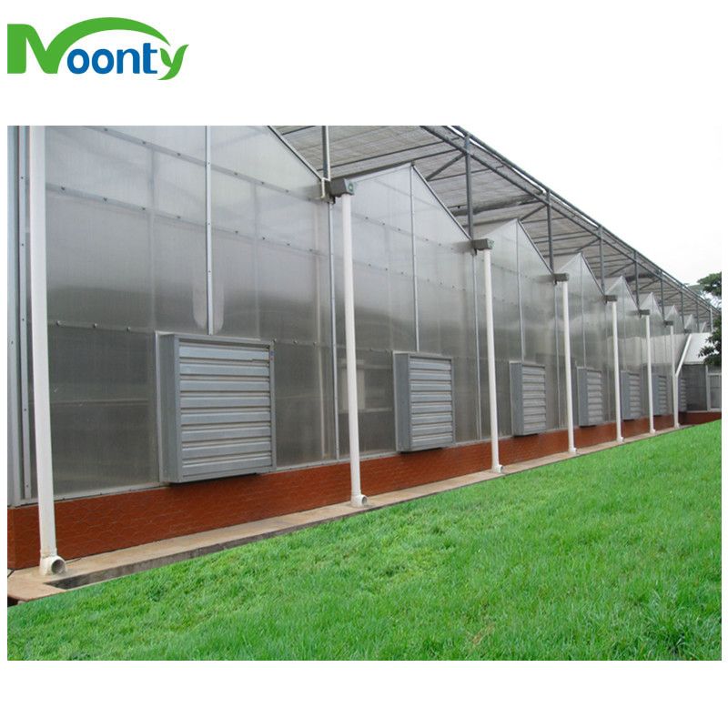 Agriculture Venlo Polycarbonate Greenhouse