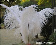 ostrich feathers