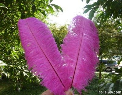 Quality ostrich feathers