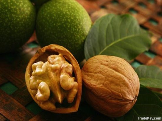 Walnut Kernels | Dried Fruits | Walnut Suppliers | Walnut Exporters | Walnut Manufacturers | Cheap Walnut | Wholesale Walnut | Discounted Walnut | Bulk Walnut | Walnut Buyer | Import Walnuts | Shelled Walnuts