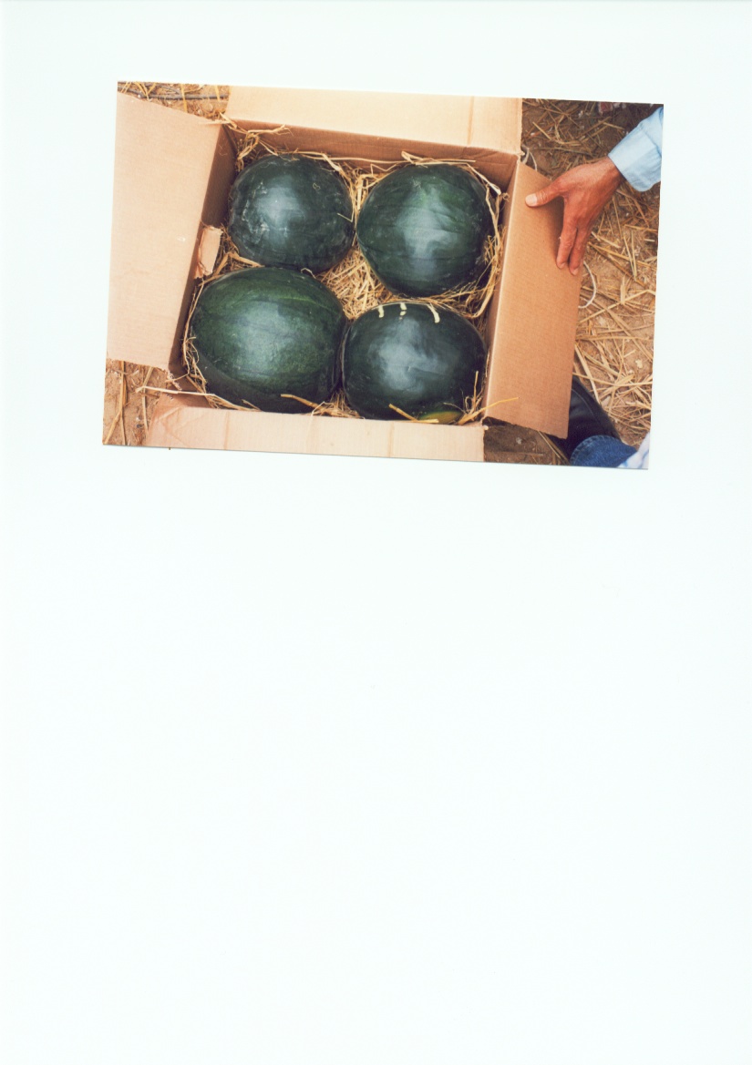 Watermelons And Melons From Egypt