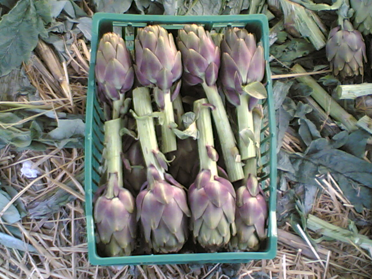 Artichokes