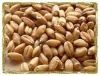Pakistan Wheat
