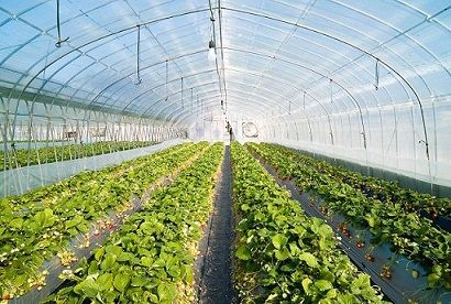 agricultural plastic greenhouse