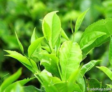 Green tea extract Tea polyphenol