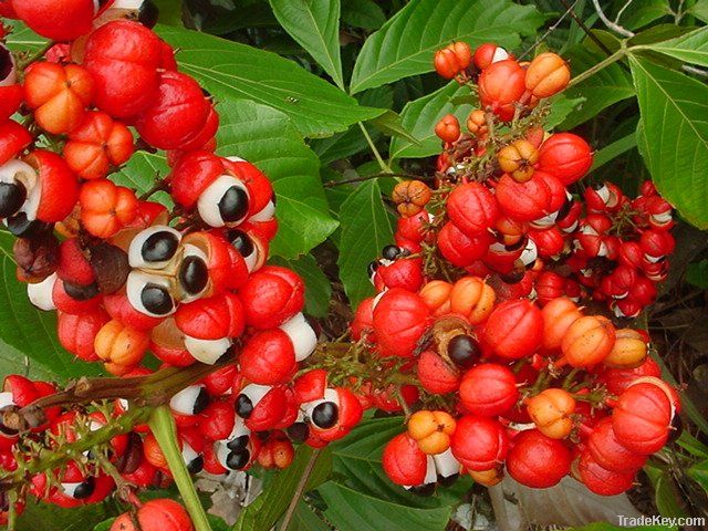 Guarana extract