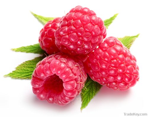 raspberry ketone extract