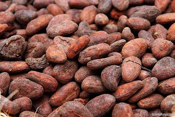 Pure Cocoa Beans in All Forms