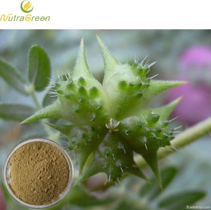 Tribulus Terrestris Extract Powder