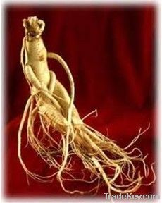 American Ginseng Extract Powder ginsenoside 10%