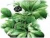 Eleutherosides 0.8%-1.5% HPLC Siberian Ginseng Extract Powder