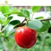 100% natural Acerola Cherry Extract vitamin c 17% - Powder