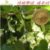 Kava Root Extract Powder Kavalactones 5%-30%