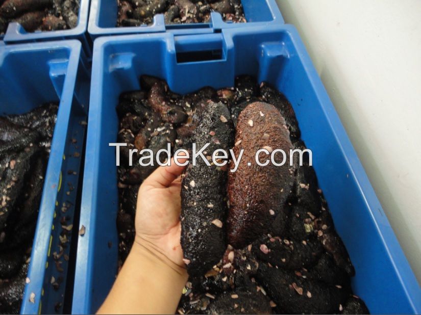 Peruvian Dried sea cucumber