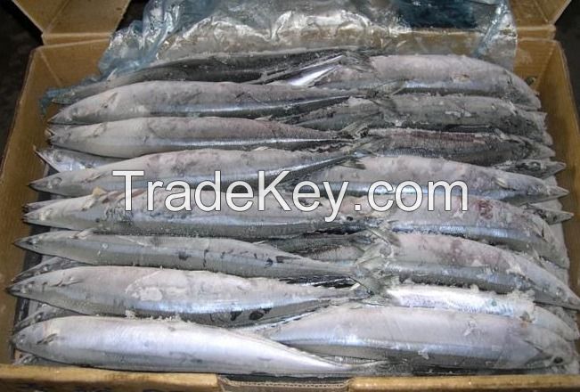 Pacific saury (skype:hjx4431)