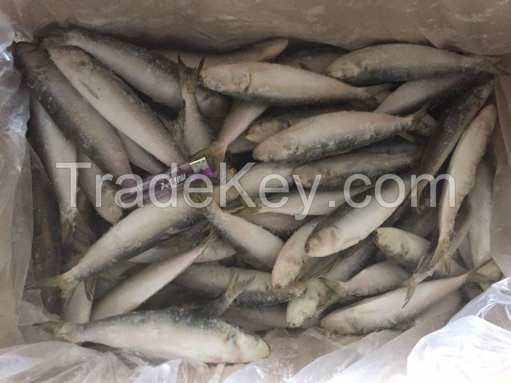 frozen sardine sardinella longiceps as bait for fishing tuna(skype:hjx4431)