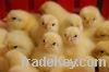 broiler chicks, broiler hatching egg, halal chicken