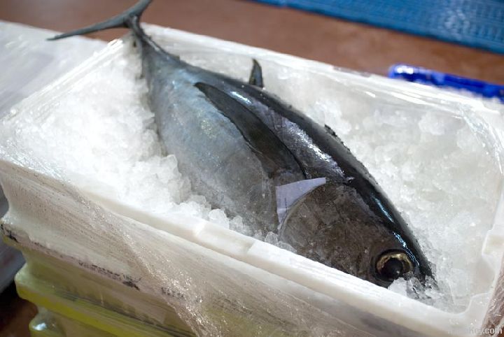 Part Whole Frozen Bluefin Tuna (Thunnus thynnus)