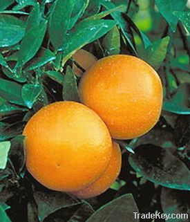 Navel Orange Seeds