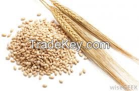 BARLEY