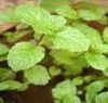 Mint Leaf / Pudina / Mentha Spicata