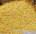 Mustard Seeds / Rape Seeds / Black mustard / Brown mustard