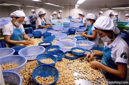 Vietnamese Cashew Nut LBW320 | Dried Fruits | W240 Cashew Nuts Suppliers | W320 Cashew Nut Exporters |Buy  WW230 Cashew Nut | Cheap W450 Cashew Nut | Wholesale WW240 Cashew Nut