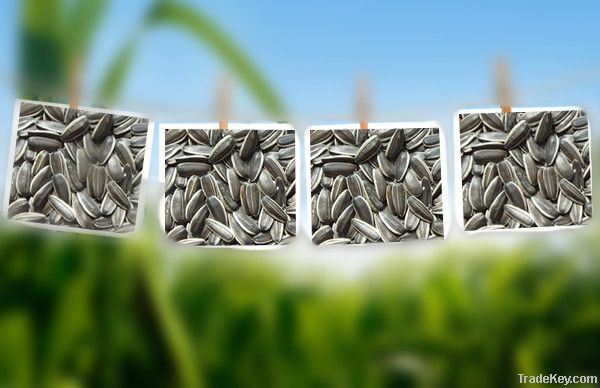 sunflower seeds 5009