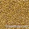 Alfalfa Seed, Sesbania Seed, Barseem Clover Seed, Resupinatum Clover S