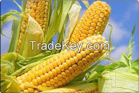 Fresh Yellow Corn &amp;amp;amp;amp;amp; Yellow Maize