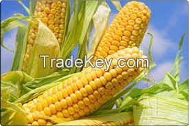 Fresh Yellow Corn &amp;amp;amp; Yellow Maize