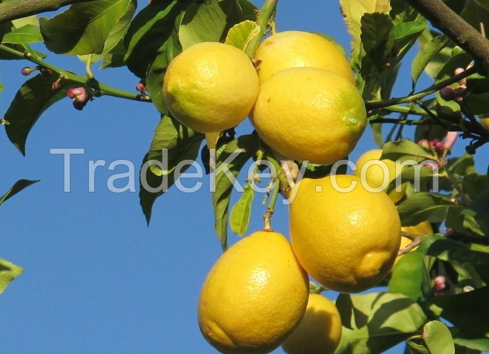 Fresh Fruits such as : Apples, Pineapples, Avocados, Mangoes, oranges, lemon. ....
