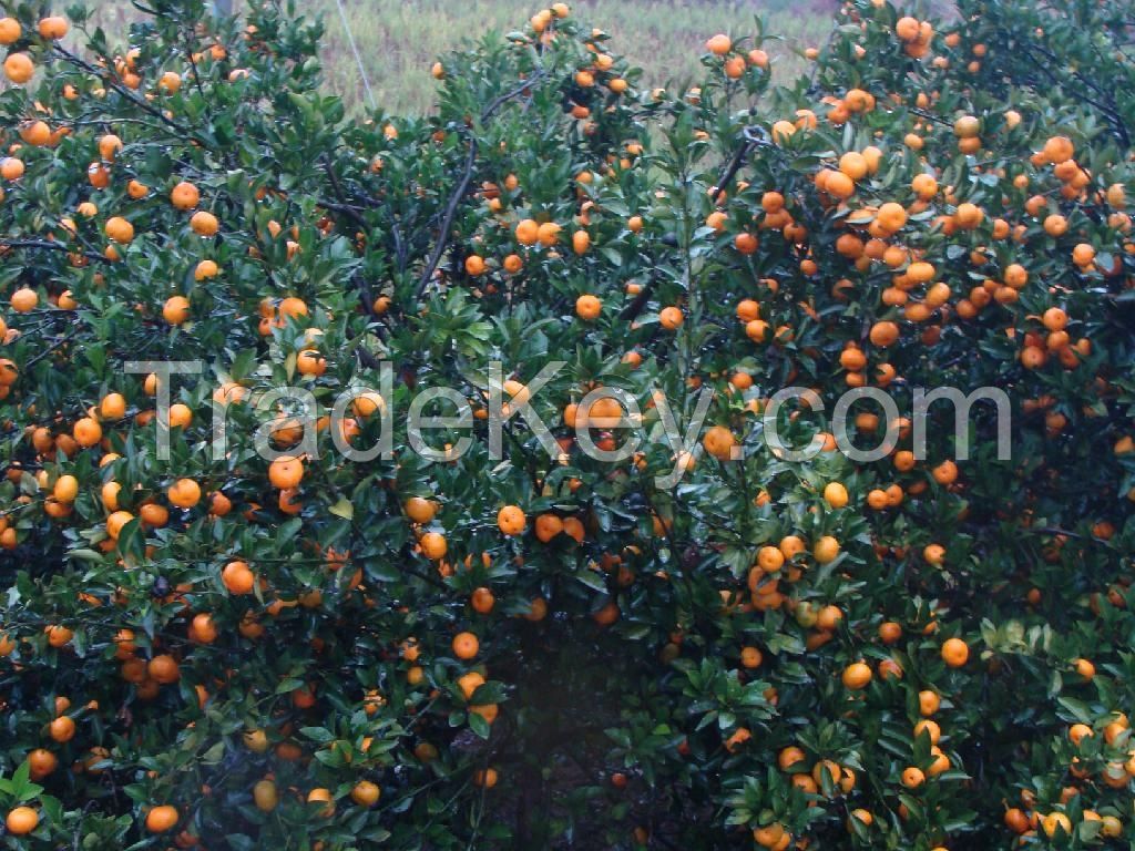 Fresh Fruits such as : Apples, Pineapples, Avocados, Mangoes, oranges, lemon. ....